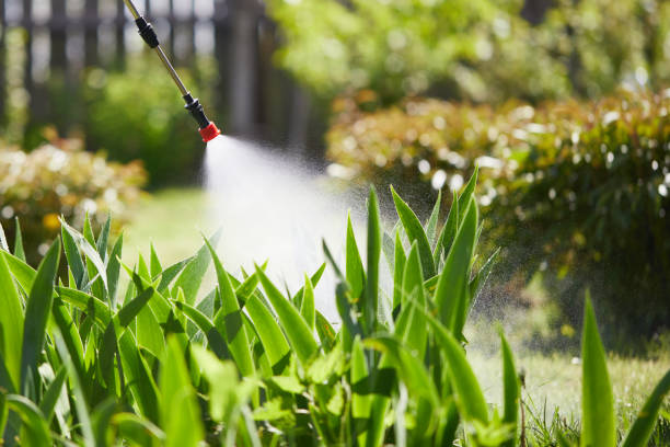 24/7 Emergency Termite Control experts in Aurora, TX